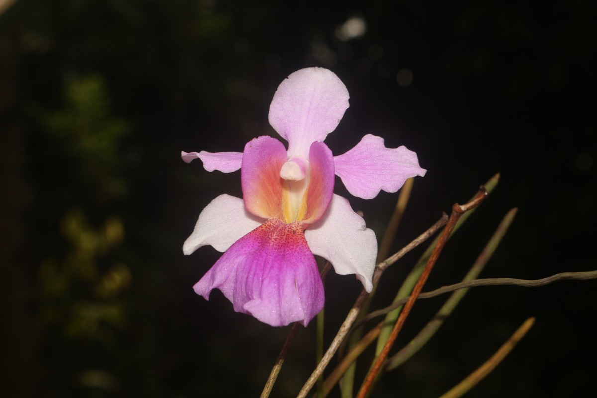 Vanda Miss Jochim